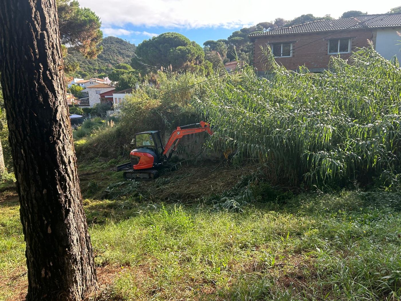Desbroce de parcela con mucha vegetación - foto 2